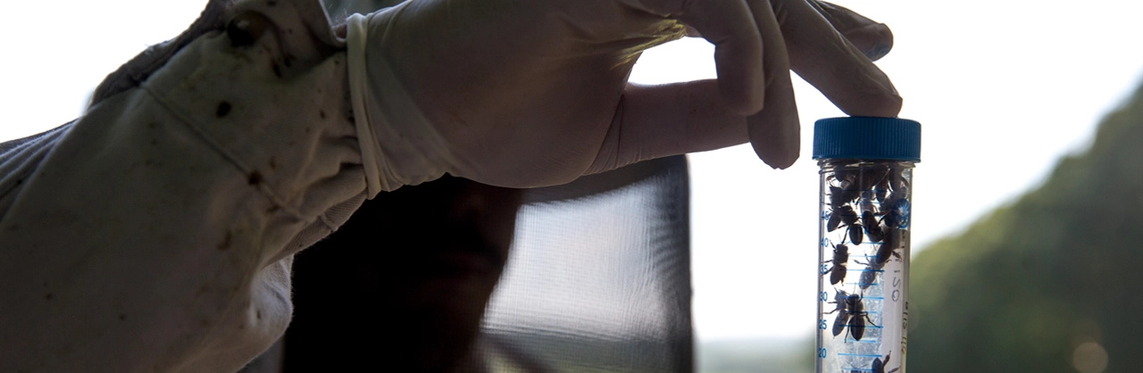 Student from the environmental biology degree observing tube of bees.